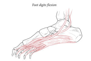 flexion of hammer toes