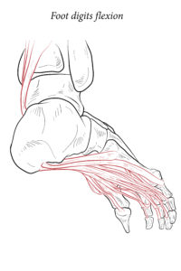 hammer toe stretches