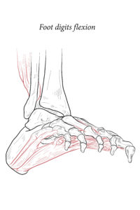 flexor tendon substitution